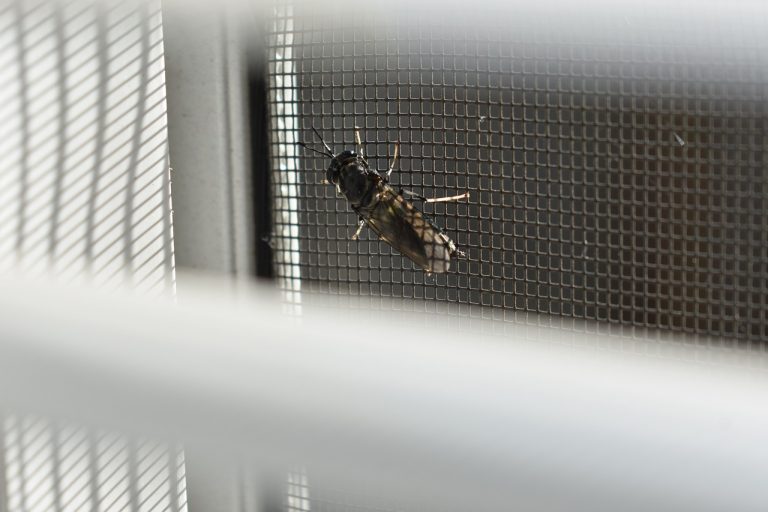 Black soldier fly on metal grille