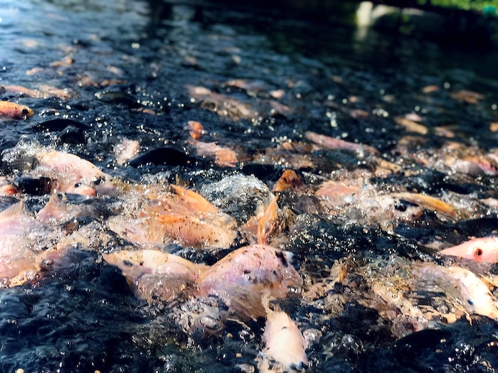 Farmed tilapia splashing in water