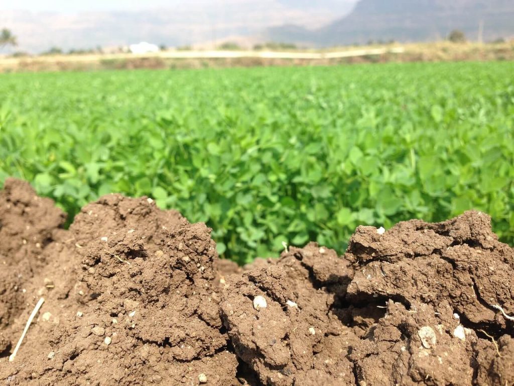 Farm soil close up