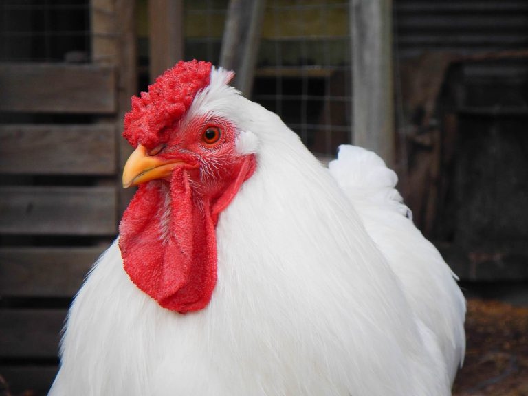 Broiler chicken