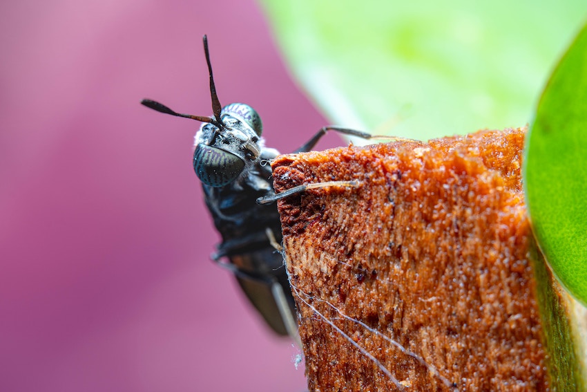 Black soldier fly close-up