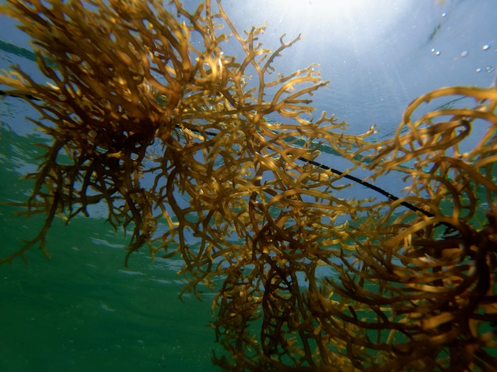Seaweed floating in dappled sunlight