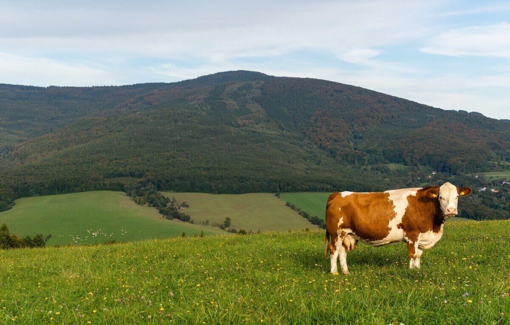Cow on pasture