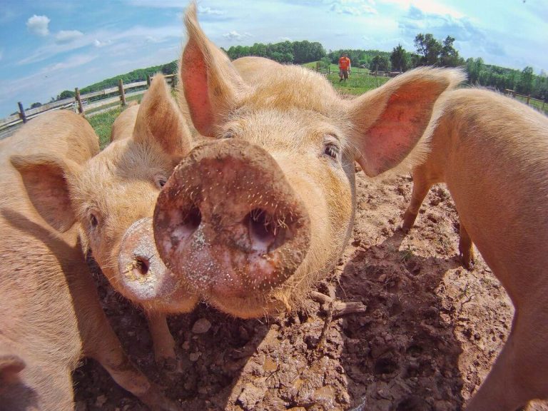 Young pigs on farm