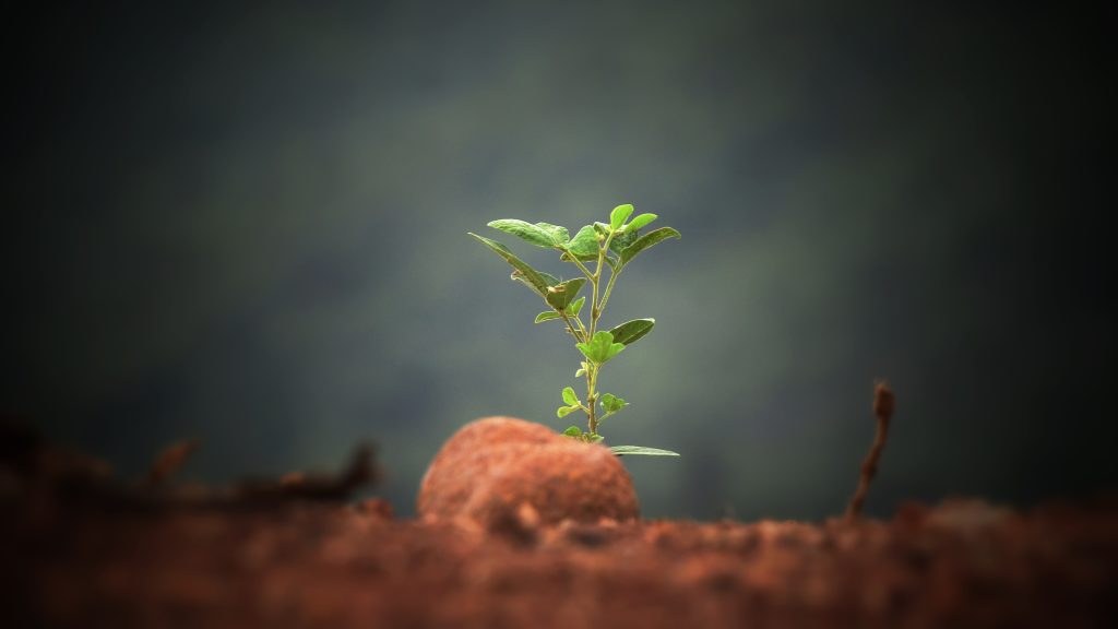 Seedling emerging from red soil