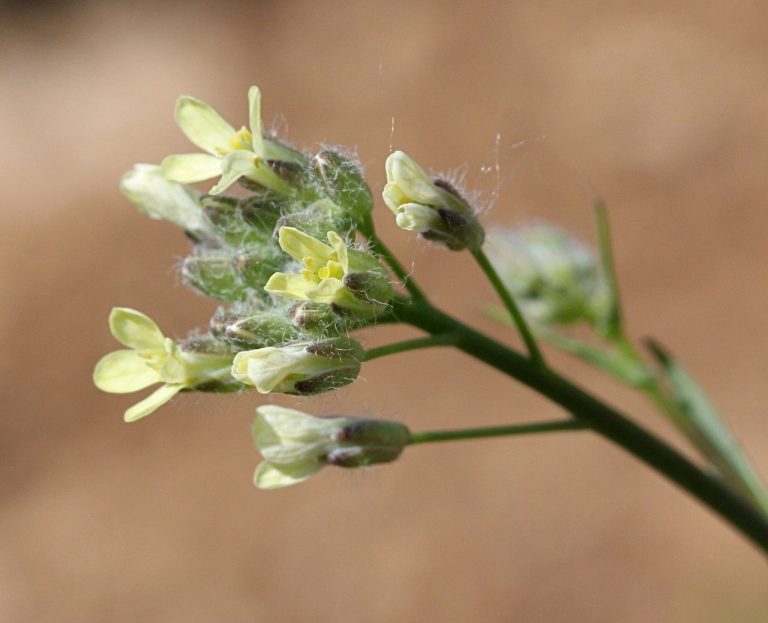 Camelina sativa plant, close-up