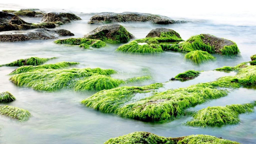 Seaweed and algae on rocks