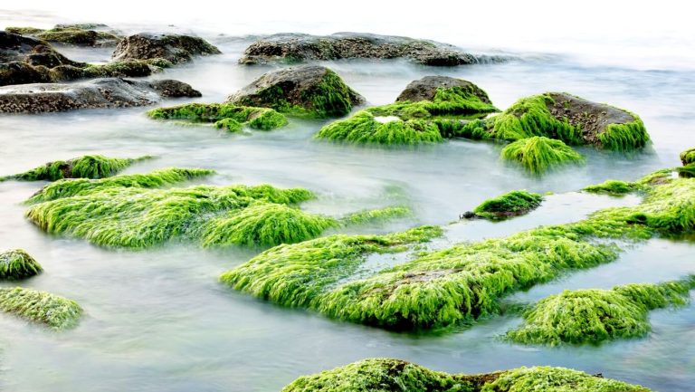 Seaweed and algae on rocks