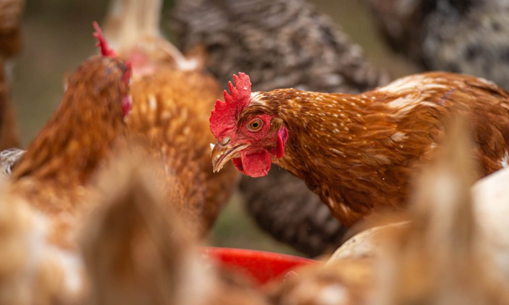 Chickens feeding