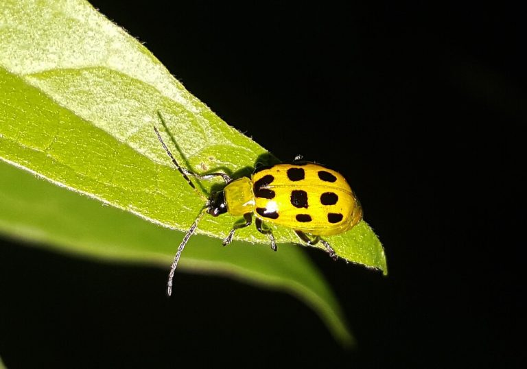 Cucumber beetle on leaf