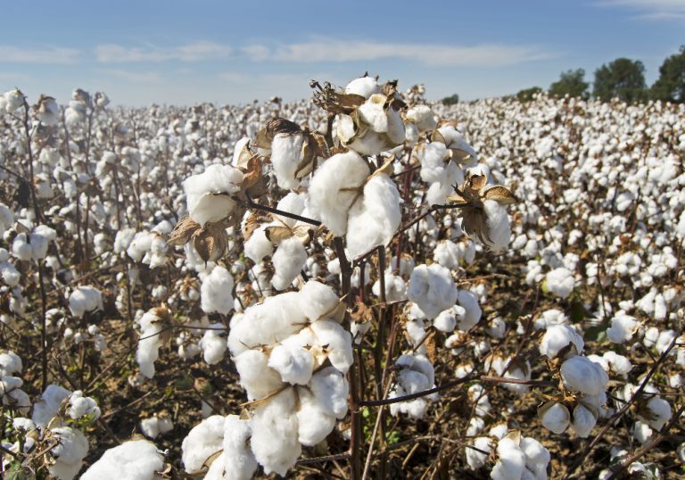 Cotton field under blue sky
