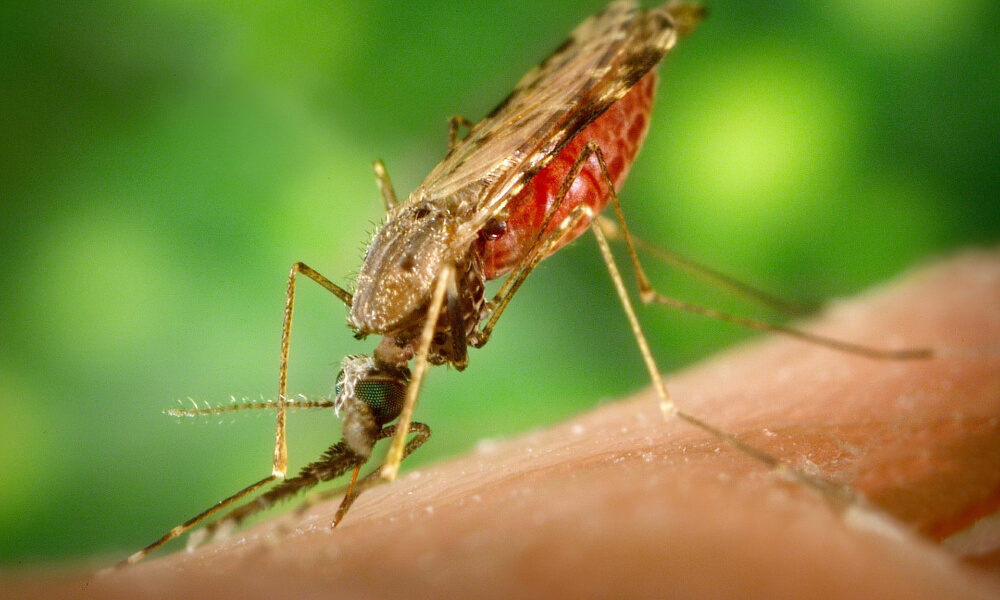 Mosquito on skin