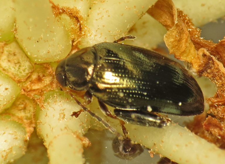 Cabbage stem flea beetle close-up
