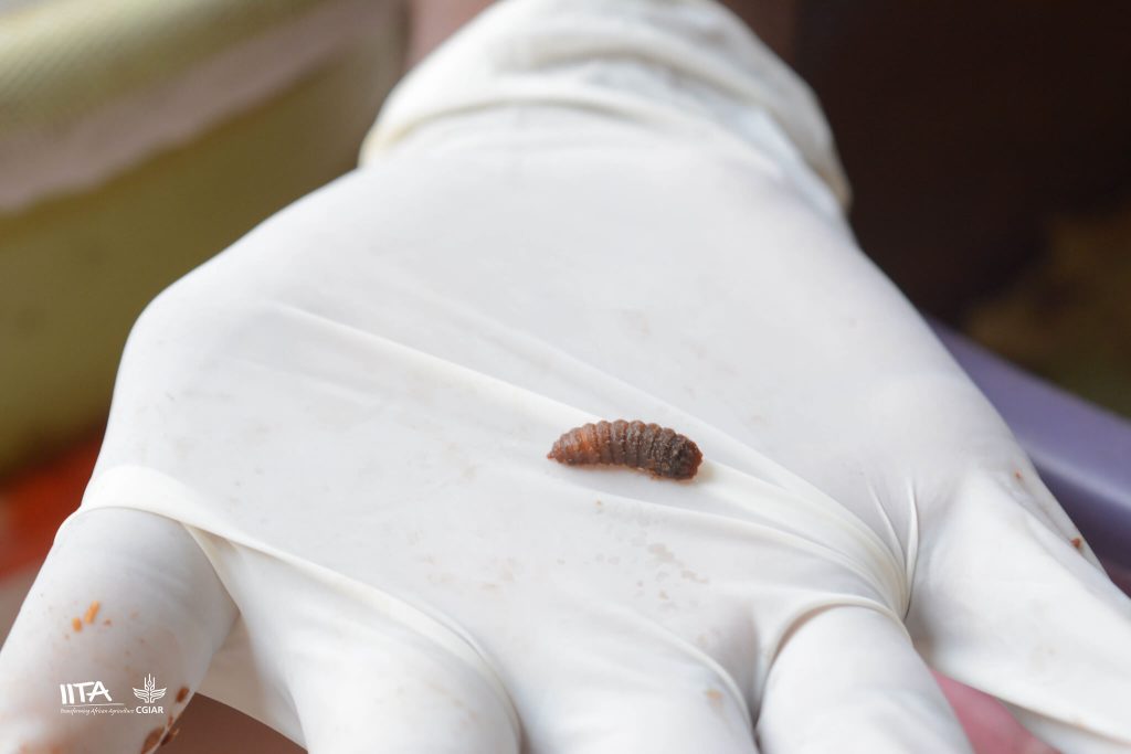 Black soldier fly larvae on glove