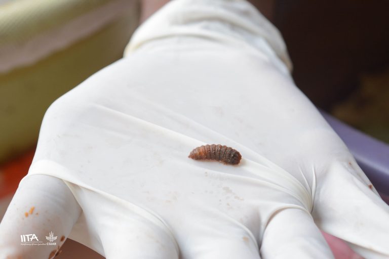 Black soldier fly larvae on glove