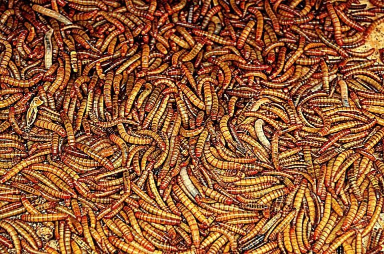 Mass of mealworms