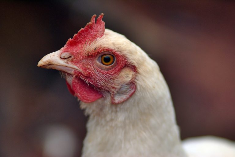 Close up of a white broiler chicken