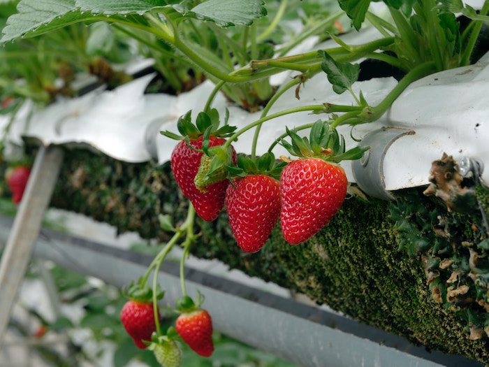 Ripe strawberries growing from a plastic-covered planter