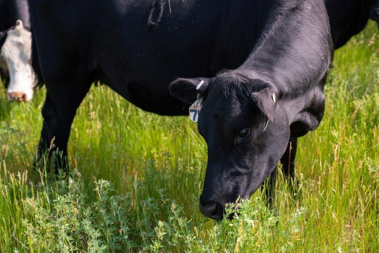 Cows grazing pasture
