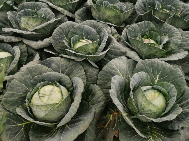 Cabbages close up