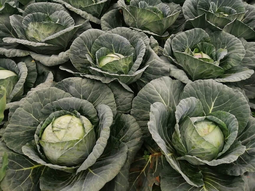 Cabbages close up