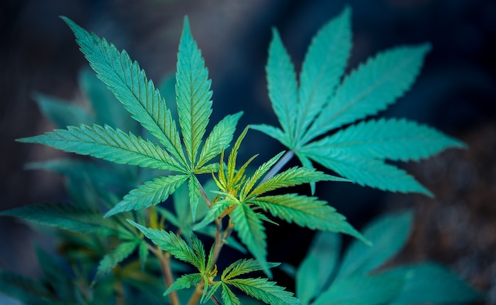 Hemp plant leaves