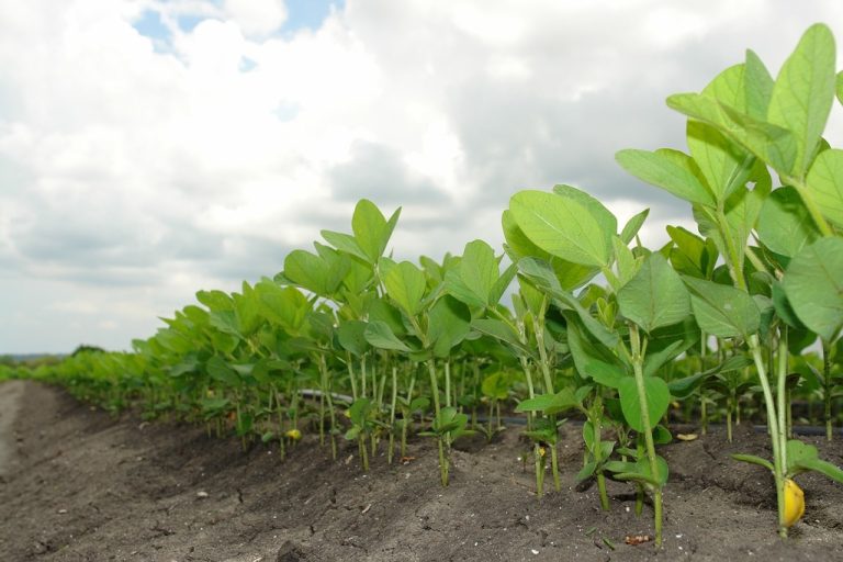 Soybean in field