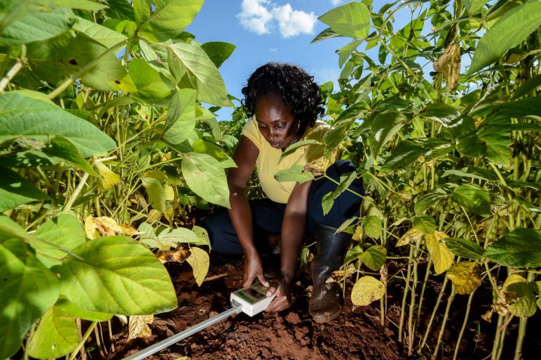 Scientist tests soil in field