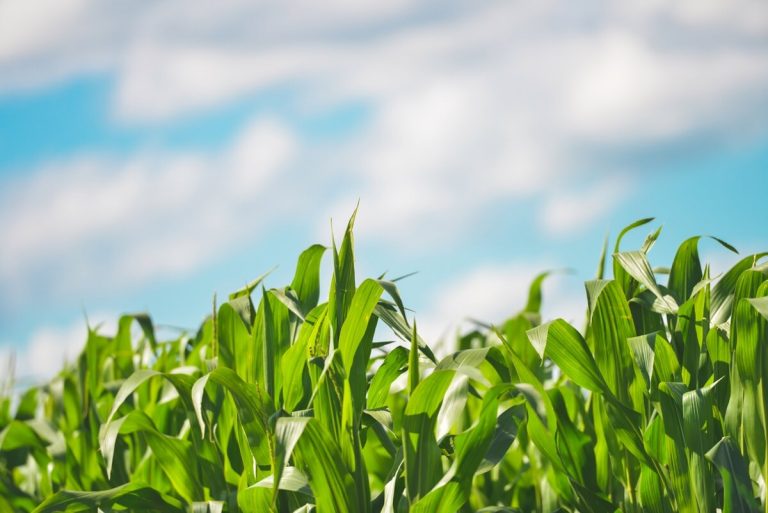 Corn field and blue sky