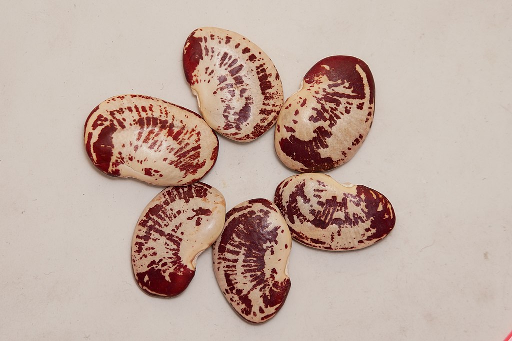 Common bean seed