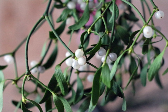 Mistletoe leaves and berries