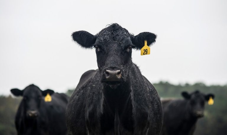 Black cows with tag