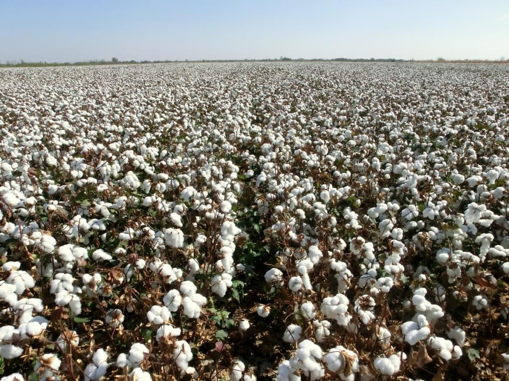 Cotton field