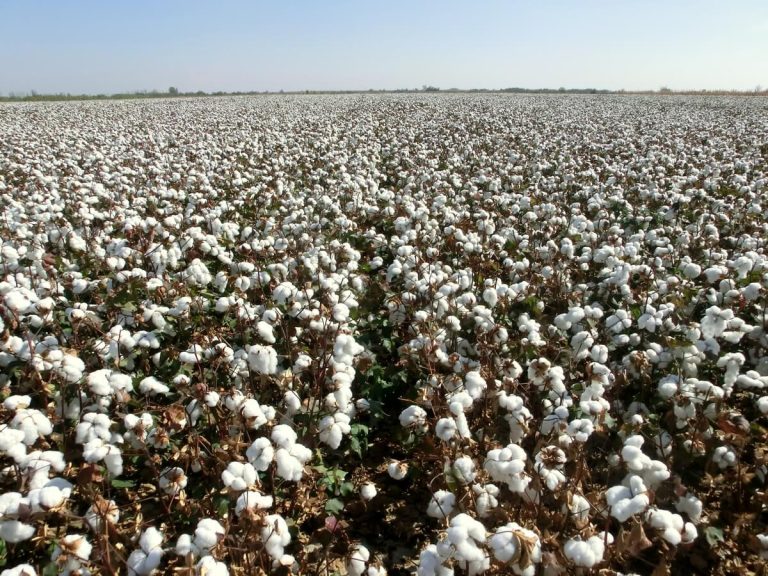 Cotton field