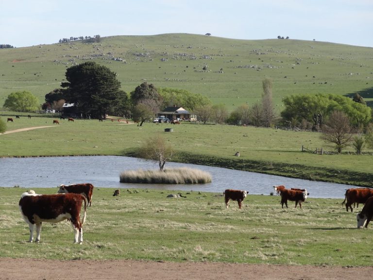 Australian farm vista