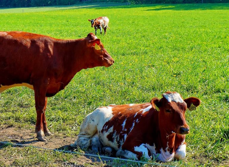 Red dairy cows in field