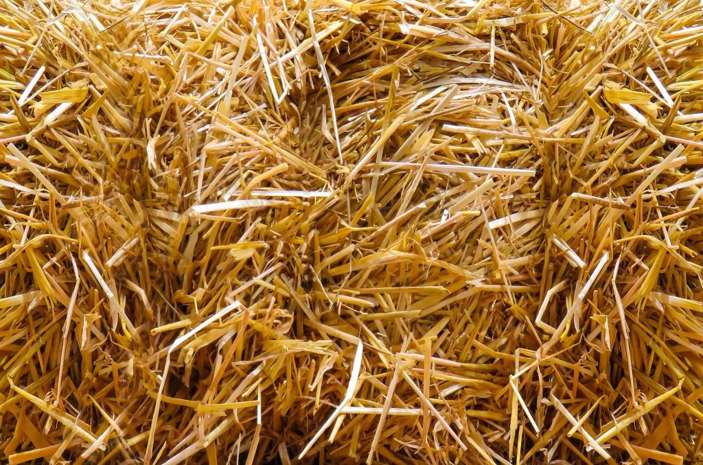Close-up of straw