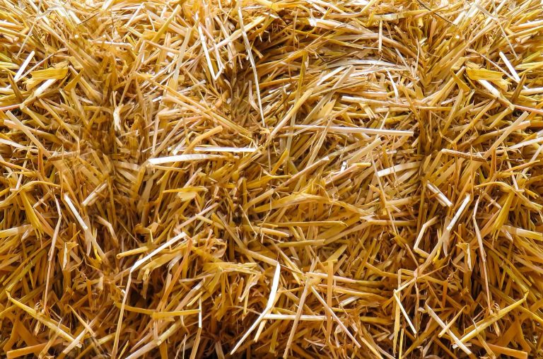 Close-up of straw
