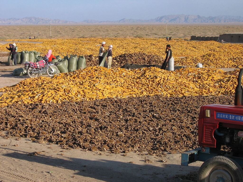Maize harvest in China