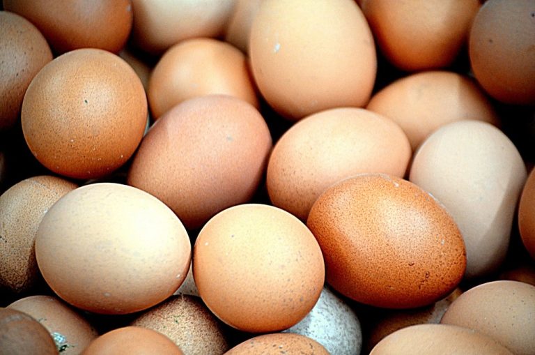 Chicken eggs close up