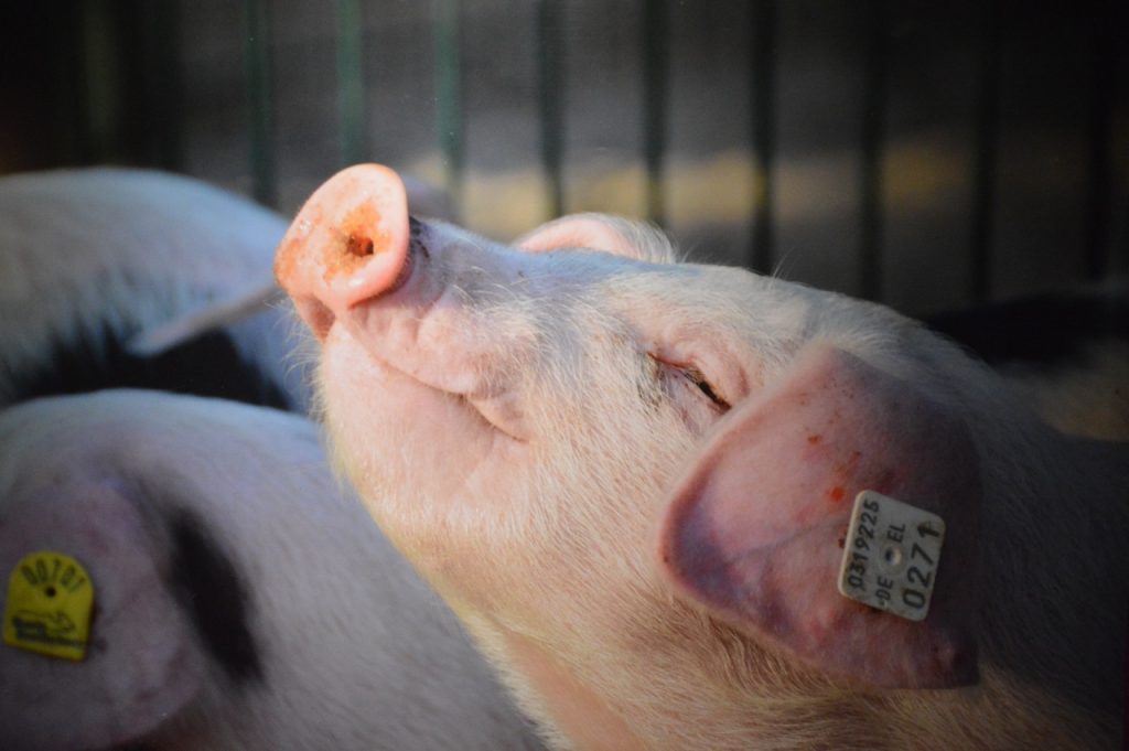 Close up of satisfied pig