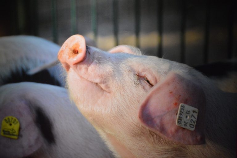Close up of satisfied pig