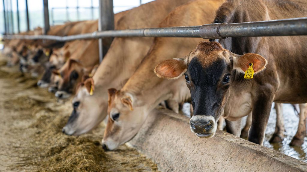 Cows feeding
