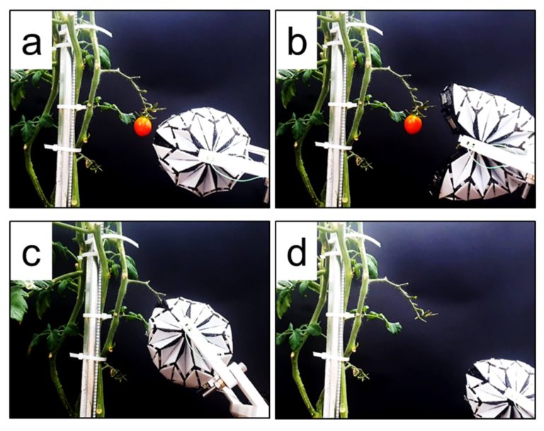Origami robot grips cherry tomato