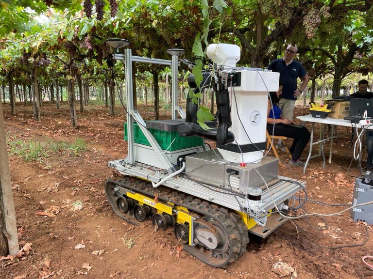 Robot in Italian vineyard