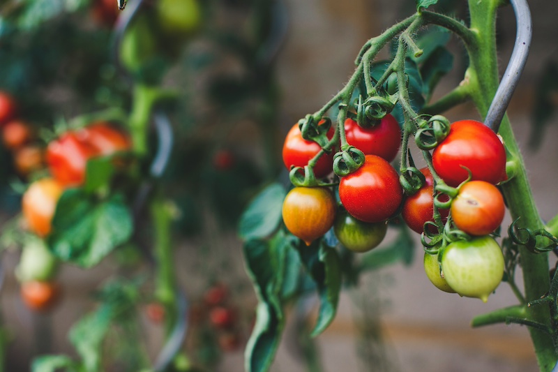 Green and red tomatoes growing in on a vine