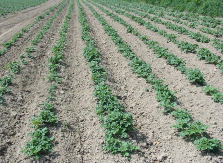 Potato field in Jersey