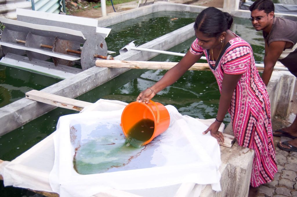 Farming the algae Spirulina