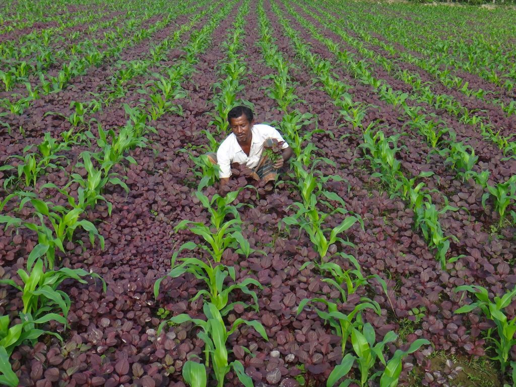 Intercropping field in Bangladesh