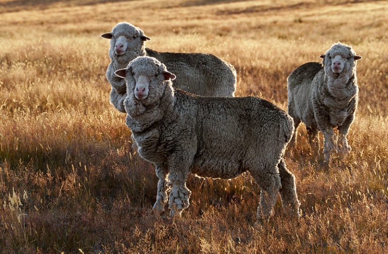 Sheep on prairie landscape